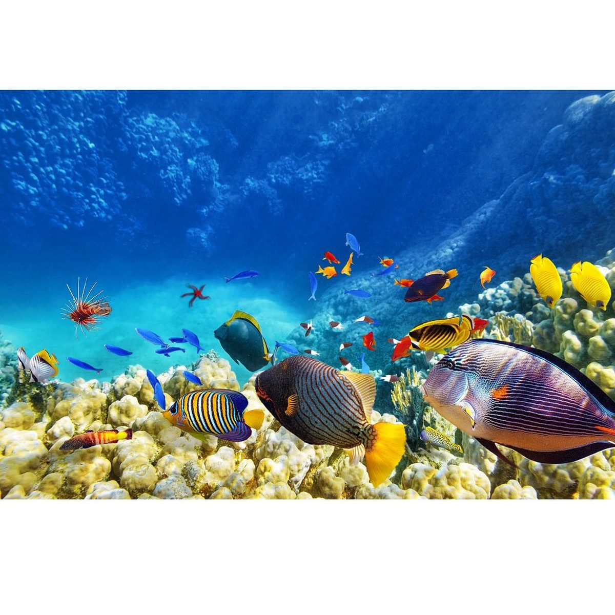 Realistic Underwater Scene 2 Fabric Panel