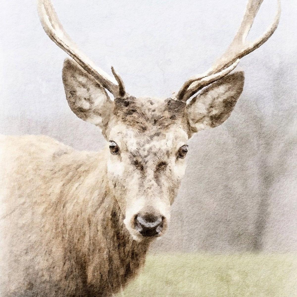 Faded Deer Portraits 5 Fabric Panel