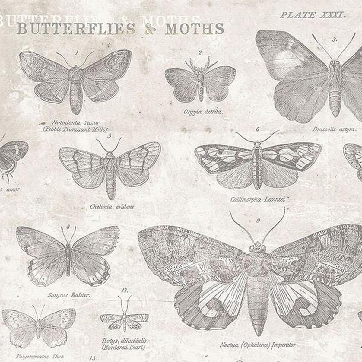 Monochrome - Butterflies Parchment