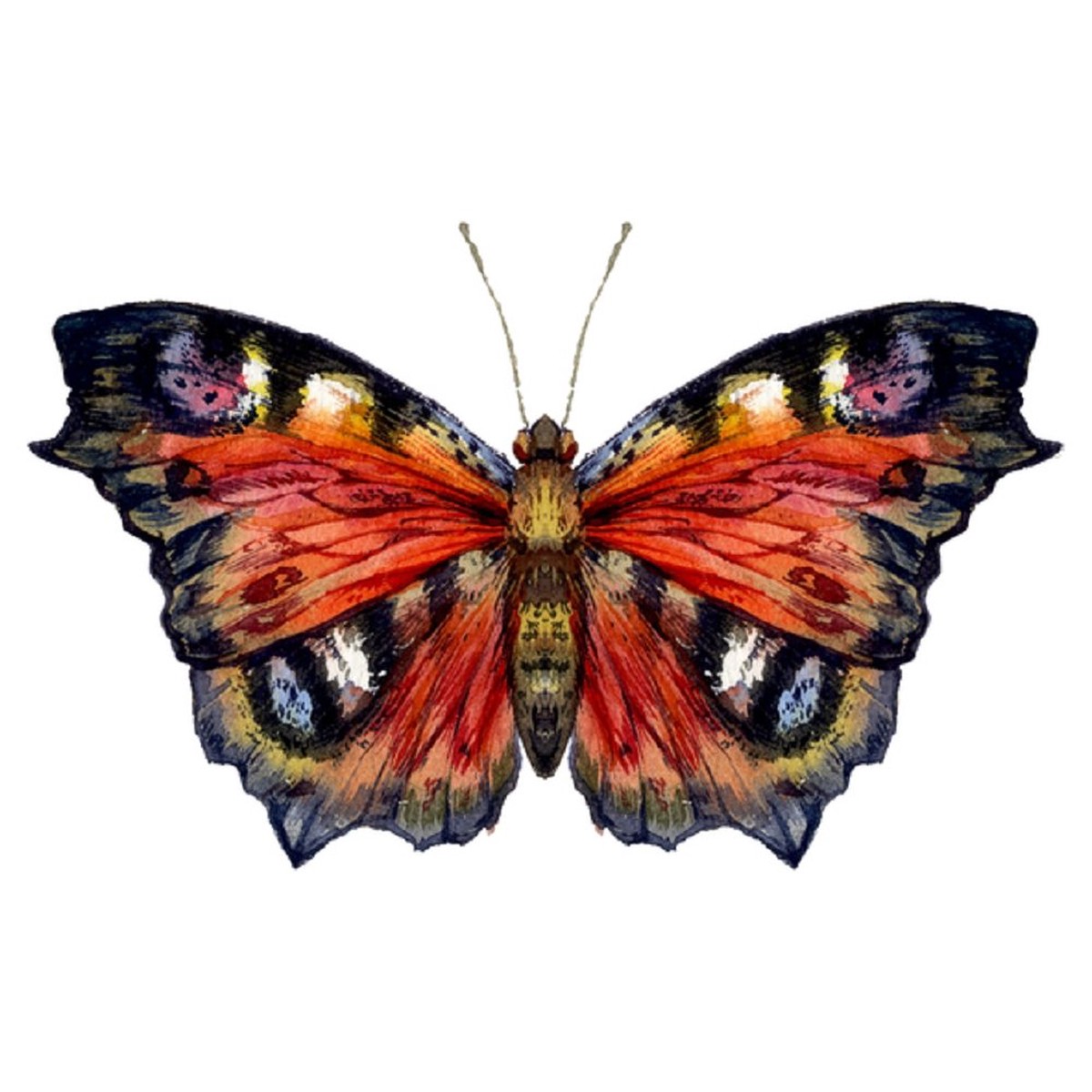 Watercolor Peacock Butterfly Fabric Panel - Red