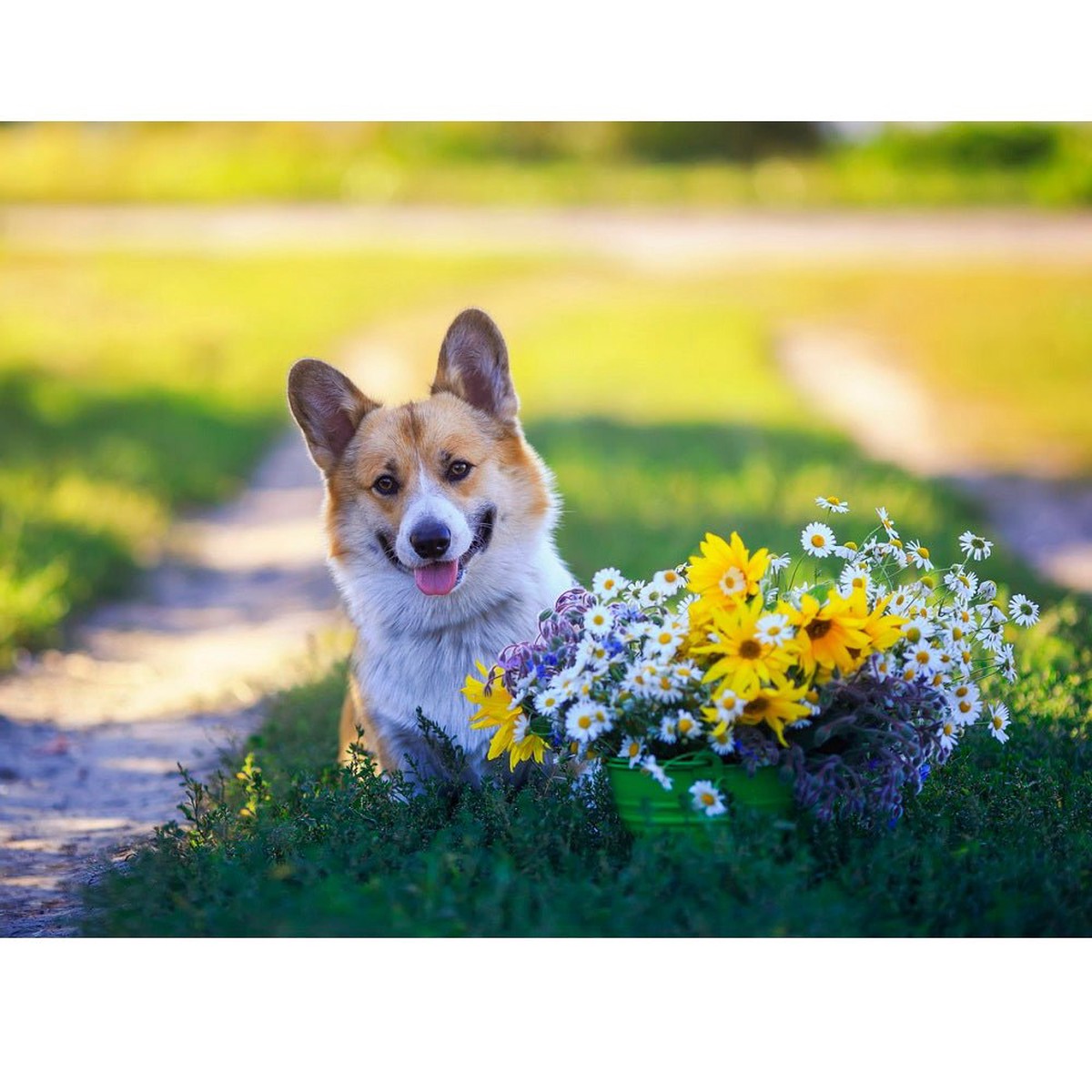 Realistic Corgi Dog Fabric Panel