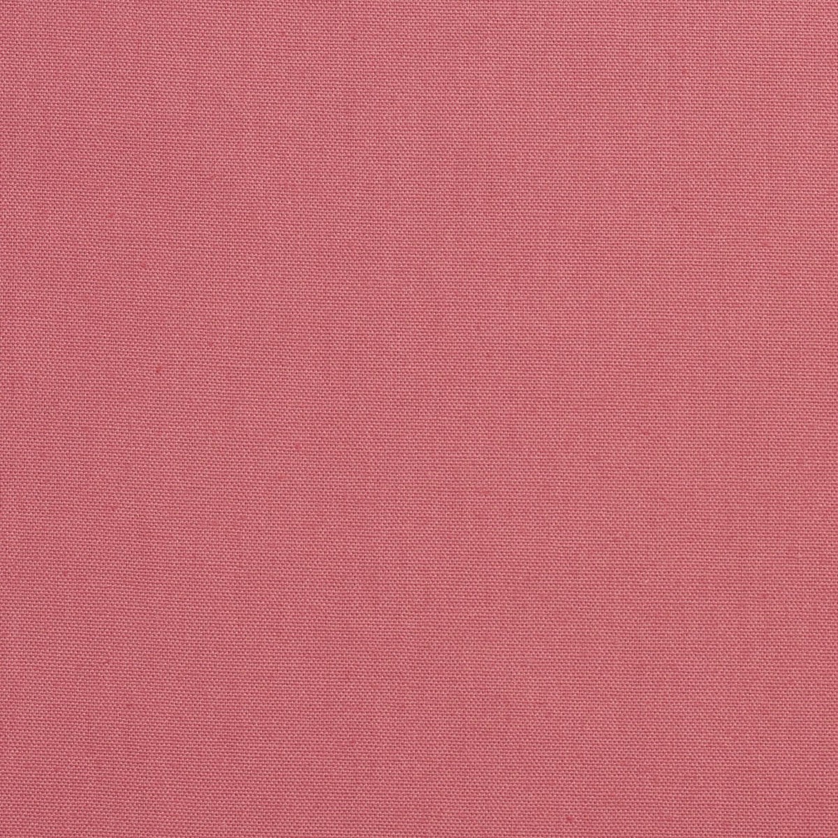 3884 Rose