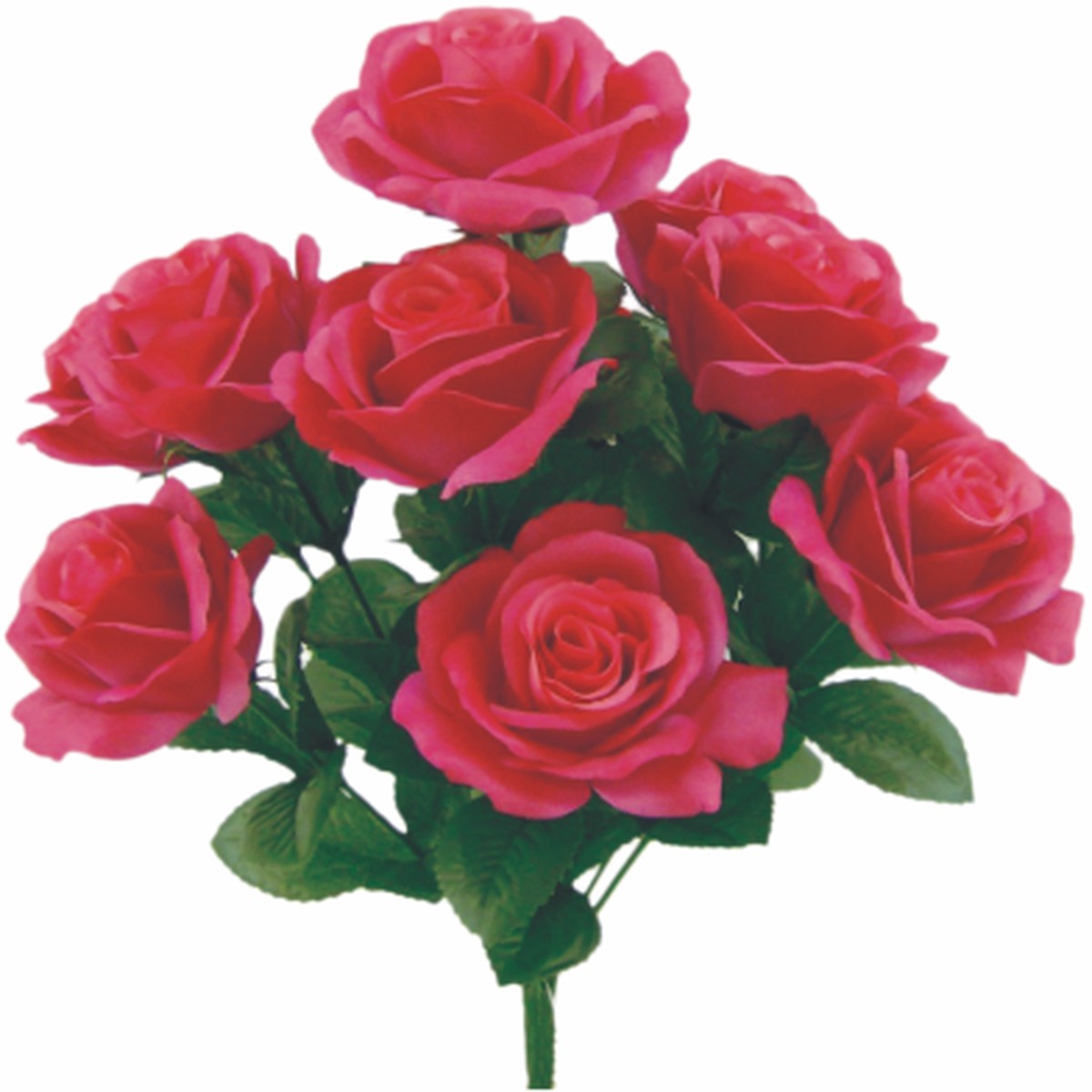 Colorfast Open Lillian Rose Bush - Fuchsia