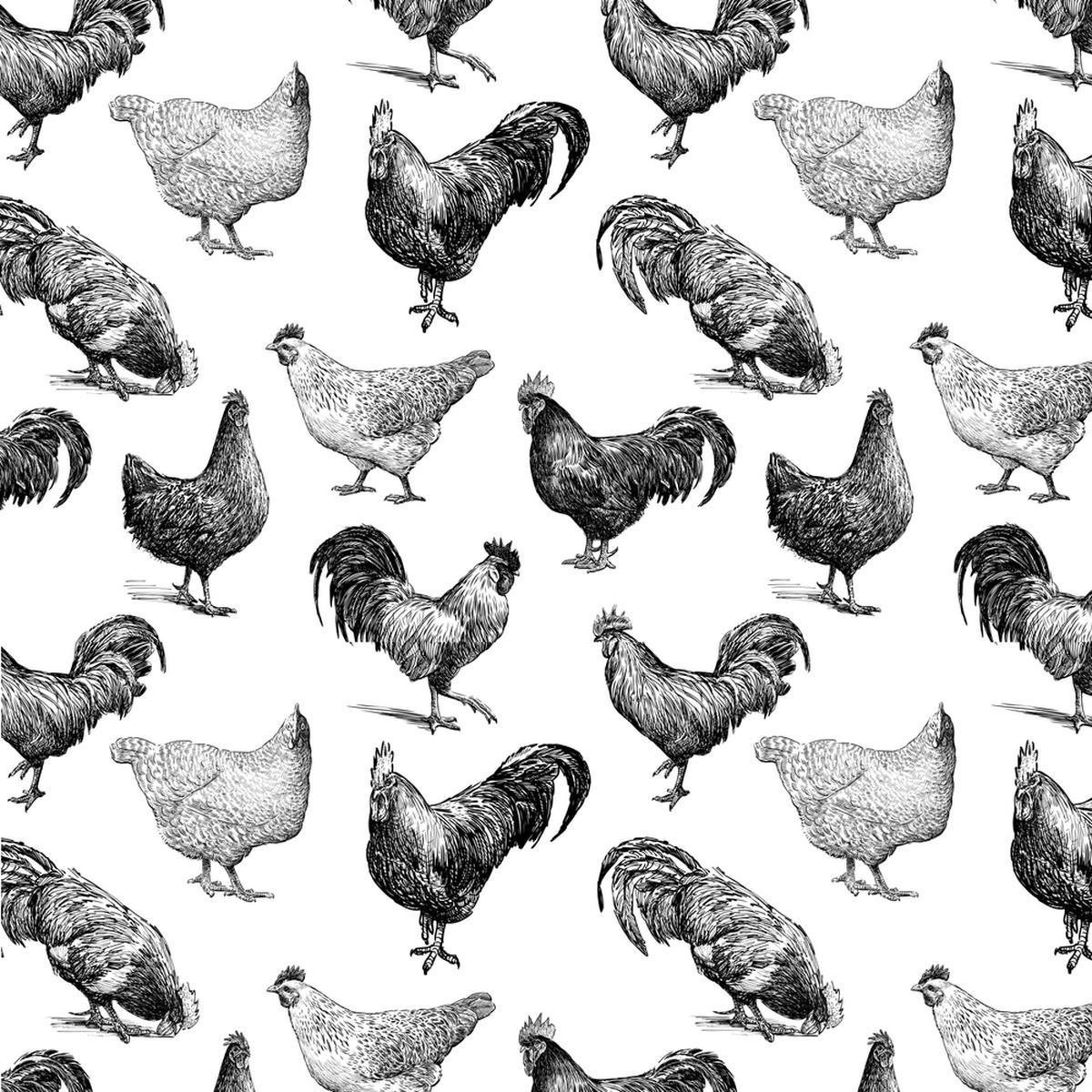 Sketched Rooster Hen Fabric