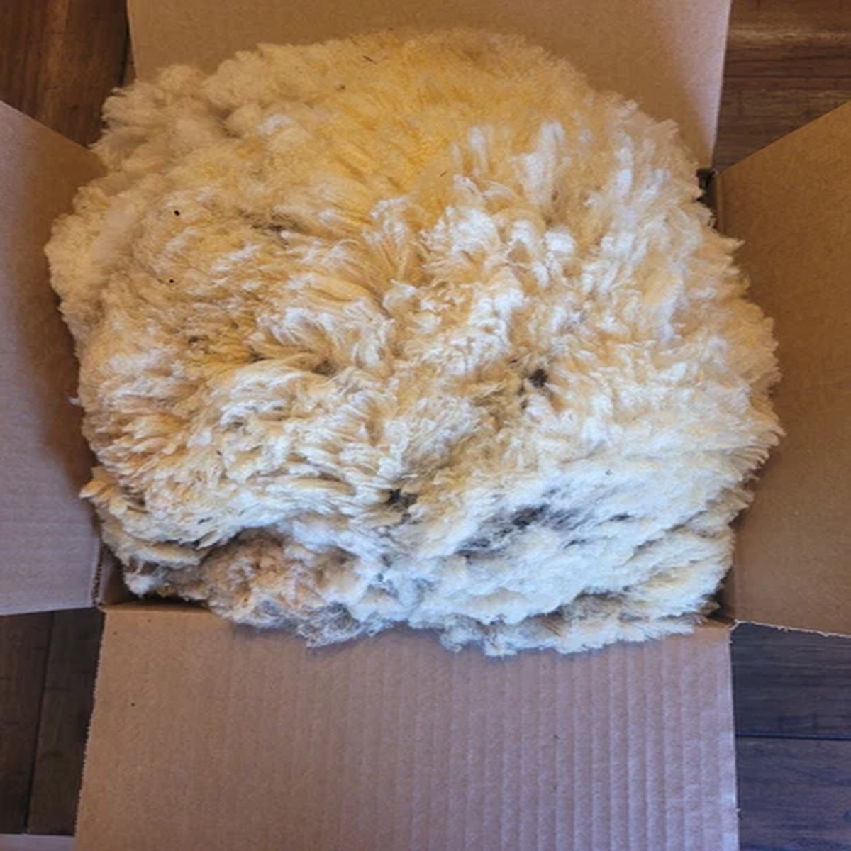 Wool- 2 lb box- Finn/Dorset/Tunis crossed wool- raw, unwashed